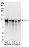 Cell Cycle Associated Protein 1 antibody, NBP2-22237, Novus Biologicals, Western Blot image 