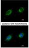 Phosphotriesterase Related antibody, NBP1-32016, Novus Biologicals, Immunofluorescence image 