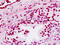 Engrailed Homeobox 2 antibody, MBS248095, MyBioSource, Immunohistochemistry frozen image 