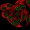 PHS antibody, HPA061723, Atlas Antibodies, Immunofluorescence image 