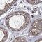 IQ Motif Containing H antibody, PA5-59321, Invitrogen Antibodies, Immunohistochemistry paraffin image 