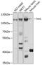 Nuclear VCP Like antibody, GTX32761, GeneTex, Western Blot image 