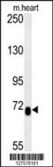 Lebercilin LCA5 Like antibody, 55-007, ProSci, Western Blot image 