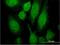 RAB3A, Member RAS Oncogene Family antibody, H00005864-M01, Novus Biologicals, Immunofluorescence image 