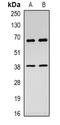 REL Proto-Oncogene, NF-KB Subunit antibody, orb382651, Biorbyt, Western Blot image 