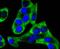 Y-Box Binding Protein 1 antibody, A01054, Boster Biological Technology, Immunocytochemistry image 