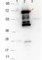 Antigen, P35, putative antibody, orb344671, Biorbyt, Western Blot image 