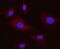 Integrin Subunit Alpha V antibody, M01561-2, Boster Biological Technology, Immunofluorescence image 