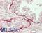 Lysine Acetyltransferase 5 antibody, LS-B14001, Lifespan Biosciences, Immunohistochemistry paraffin image 