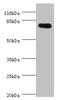 SH2B Adaptor Protein 1 antibody, LS-C676474, Lifespan Biosciences, Western Blot image 