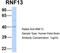 Ring Finger Protein 13 antibody, TA334769, Origene, Western Blot image 