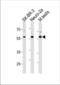 p65 antibody, TA324695, Origene, Western Blot image 