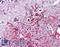 DExH-Box Helicase 58 antibody, LS-B2729, Lifespan Biosciences, Immunohistochemistry frozen image 