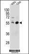 Testis Expressed 9 antibody, 55-287, ProSci, Western Blot image 