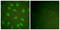 X-Ray Repair Cross Complementing 5 antibody, LS-C199178, Lifespan Biosciences, Immunofluorescence image 