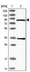 Pantothenate Kinase 4 antibody, PA5-55736, Invitrogen Antibodies, Western Blot image 