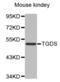 TDP-Glucose 4,6-Dehydratase antibody, abx002429, Abbexa, Western Blot image 