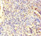 Endothelin Converting Enzyme Like 1 antibody, orb41761, Biorbyt, Immunohistochemistry paraffin image 