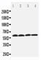Oat2 antibody, LS-C313517, Lifespan Biosciences, Western Blot image 
