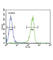 Killer Cell Immunoglobulin Like Receptor, Two Ig Domains And Short Cytoplasmic Tail 2 antibody, abx032610, Abbexa, Western Blot image 