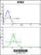 ATPase H+/K+ Transporting Non-Gastric Alpha2 Subunit antibody, 63-588, ProSci, Flow Cytometry image 