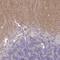 Tweety Family Member 1 antibody, NBP2-38634, Novus Biologicals, Immunohistochemistry frozen image 