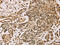 Centromere Protein V antibody, CSB-PA553324, Cusabio, Immunohistochemistry frozen image 