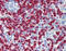 Myeloperoxidase antibody, 51-321, ProSci, Immunohistochemistry paraffin image 