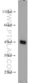 Nuclear Factor, Erythroid 2 antibody, 11089-1-AP, Proteintech Group, Western Blot image 