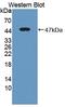Peroxisome Proliferator Activated Receptor Alpha antibody, MBS2028796, MyBioSource, Western Blot image 