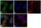 Fragile Histidine Triad Diadenosine Triphosphatase antibody, 71-9000, Invitrogen Antibodies, Immunofluorescence image 