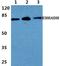 Enoyl-CoA Hydratase And 3-Hydroxyacyl CoA Dehydrogenase antibody, A05757-2, Boster Biological Technology, Western Blot image 