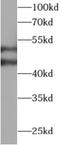Tryptophanyl-TRNA Synthetase antibody, FNab10037, FineTest, Western Blot image 