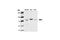 Component Of Inhibitor Of Nuclear Factor Kappa B Kinase Complex antibody, 2682S, Cell Signaling Technology, Western Blot image 