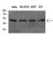 WD Repeat Domain, Phosphoinositide Interacting 1 antibody, STJ98592, St John