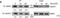 Nuclear Factor, Erythroid 2 Like 2 antibody, NBP1-32822, Novus Biologicals, Western Blot image 