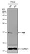 Translocator protein antibody, PA5-77884, Invitrogen Antibodies, Western Blot image 