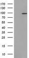 CUB Domain Containing Protein 1 antibody, TA502229S, Origene, Western Blot image 