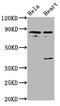 Quiescin Sulfhydryl Oxidase 1 antibody, CSB-PA019144LA01HU, Cusabio, Western Blot image 