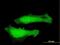 Myotrophin antibody, H00136319-B03P, Novus Biologicals, Immunofluorescence image 