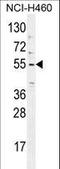 Tripartite Motif Containing 65 antibody, LS-C160208, Lifespan Biosciences, Western Blot image 