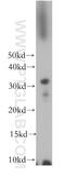 Membrane Spanning 4-Domains A12 antibody, 13293-1-AP, Proteintech Group, Western Blot image 