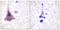 Protein Phosphatase 1 Regulatory Subunit 12A antibody, PA5-38300, Invitrogen Antibodies, Immunohistochemistry paraffin image 