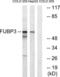 Far upstream element-binding protein 3 antibody, LS-C119971, Lifespan Biosciences, Western Blot image 