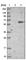 Tandem C2 Domains, Nuclear antibody, HPA027549, Atlas Antibodies, Western Blot image 