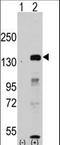 Lysine Demethylase 2A antibody, LS-C96586, Lifespan Biosciences, Western Blot image 