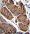 NADH dehydrogenase [ubiquinone] iron-sulfur protein 8, mitochondrial antibody, abx026882, Abbexa, Immunohistochemistry frozen image 