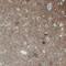 N-Terminal EF-Hand Calcium Binding Protein 2 antibody, NBP2-52951, Novus Biologicals, Immunohistochemistry frozen image 