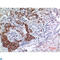 SMAD Family Member 3 antibody, LS-C813731, Lifespan Biosciences, Immunohistochemistry paraffin image 