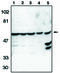 Caspase 10 antibody, MBS395962, MyBioSource, Western Blot image 